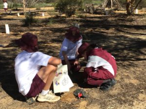 Tree Planting