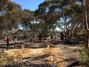 Tree Planting